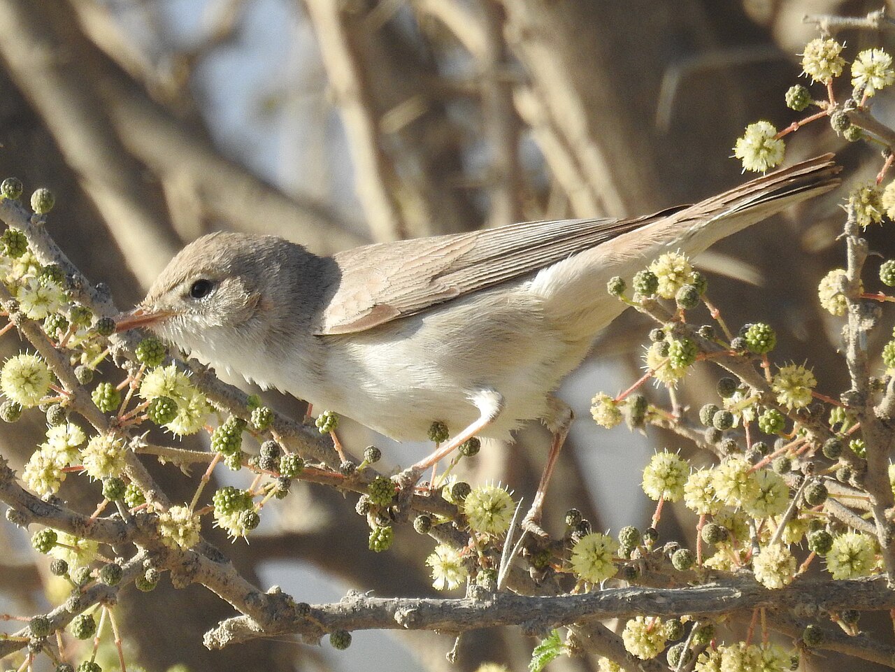 Grote vale spotvogel (Hippolais languida)