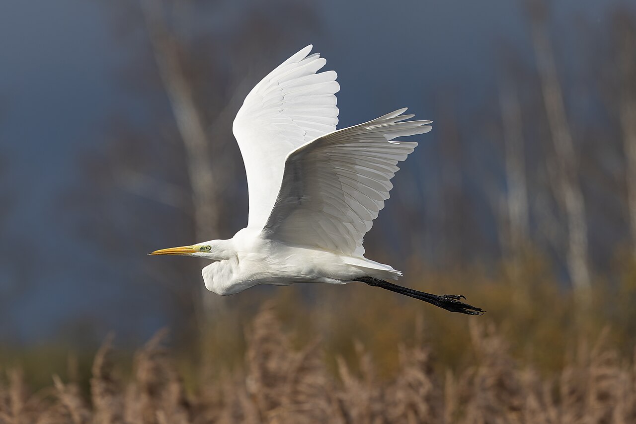 Grote zilverreiger (Ardea alba)