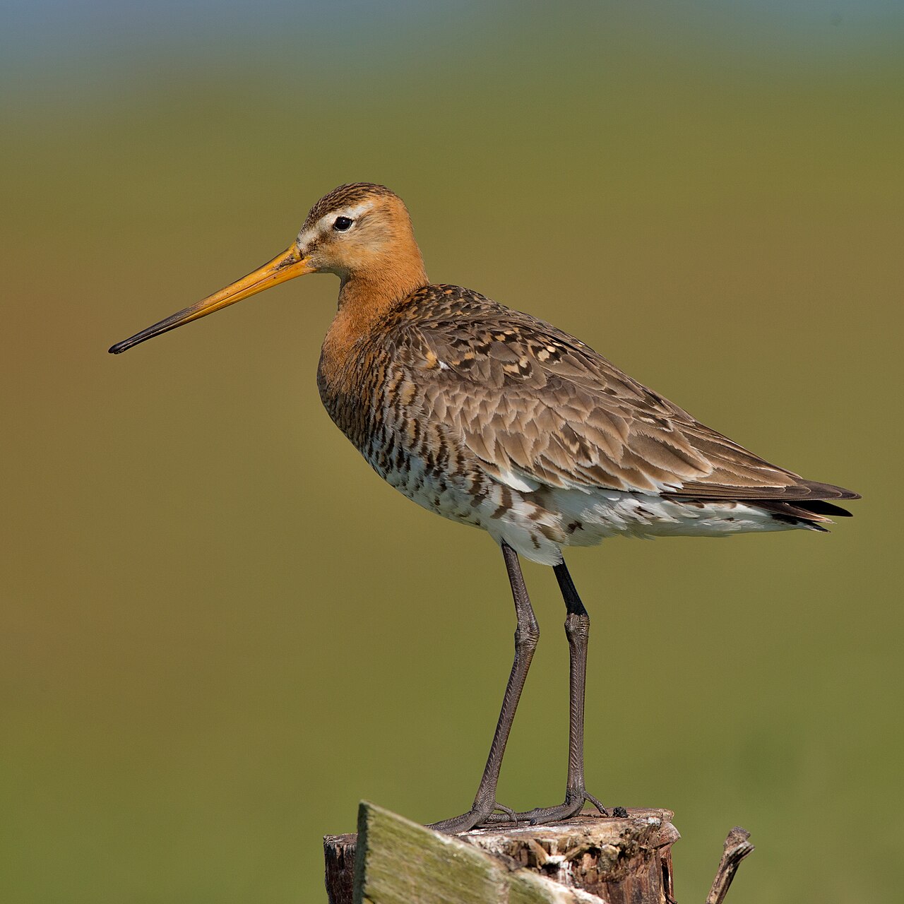 Grutto (Limosa limosa)