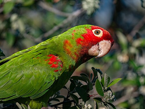 Rotmaskensittich (Psittacara erythrogenys)