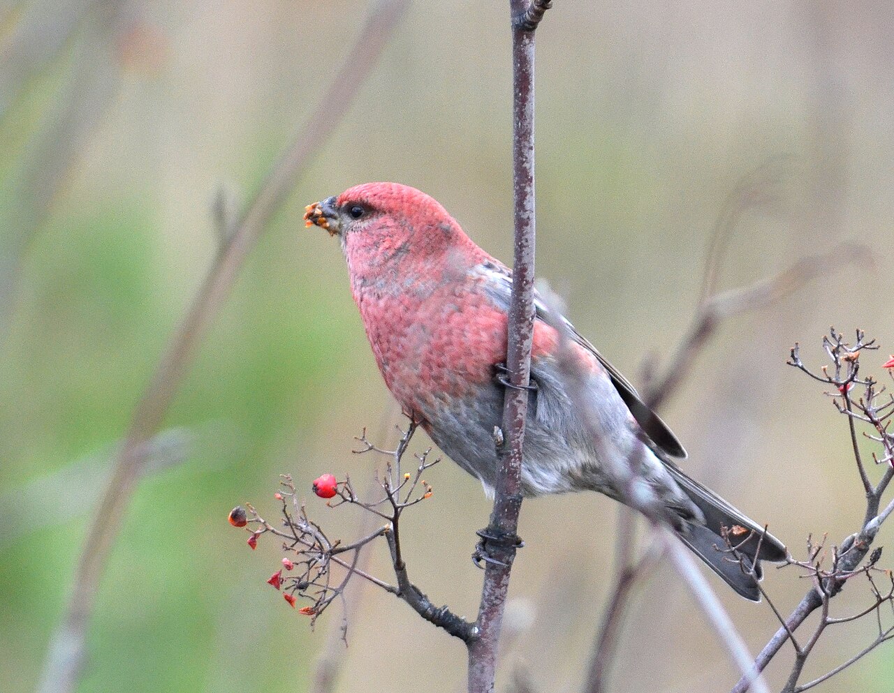 Haakbek (Pinicola enucleator)