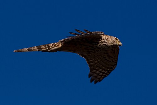 Habicht (Astur gentilis)