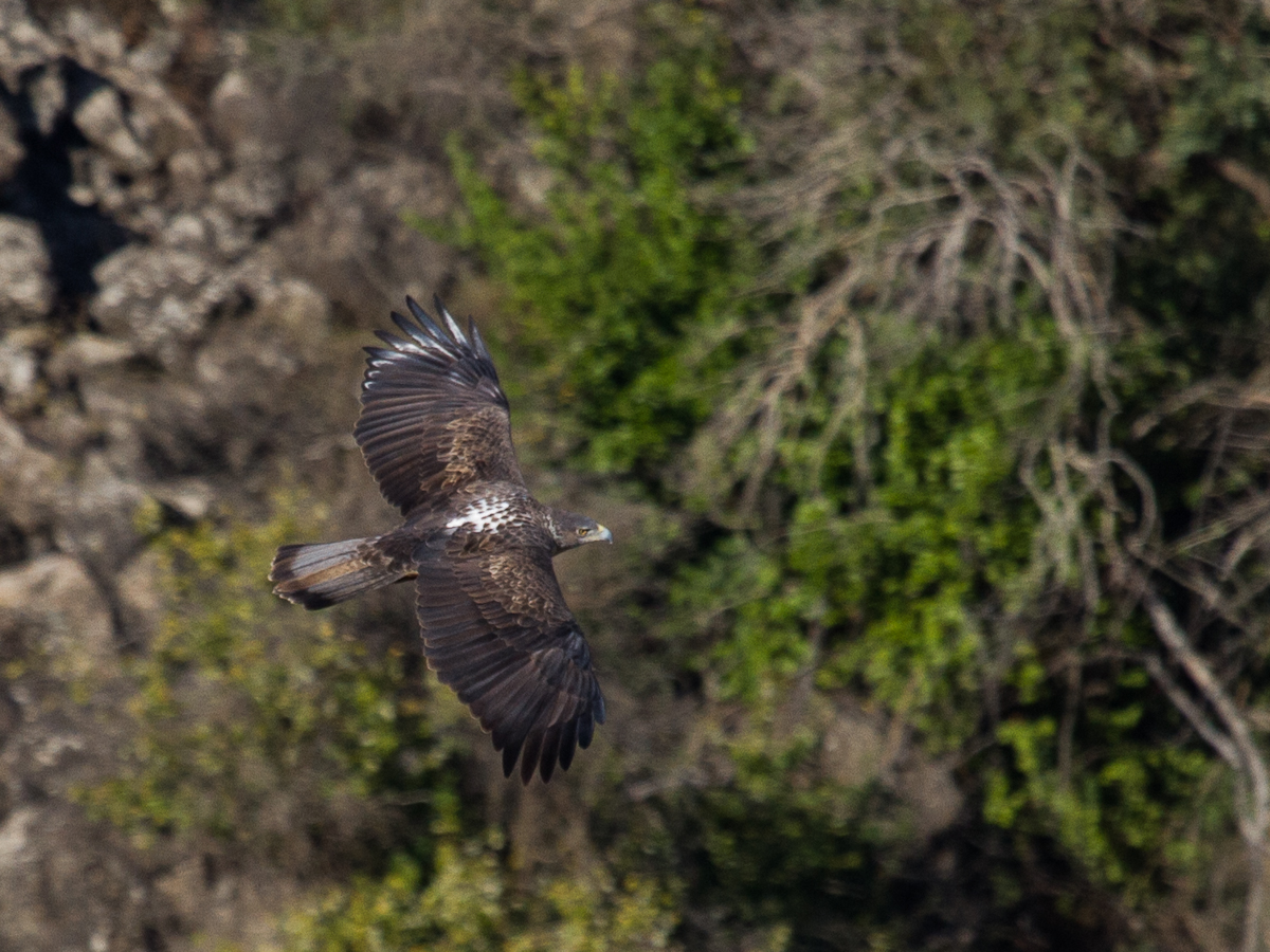 Havikarend (Aquila fasciata)