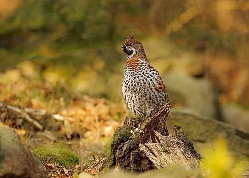 Haselhuhn (Tetrastes bonasia)