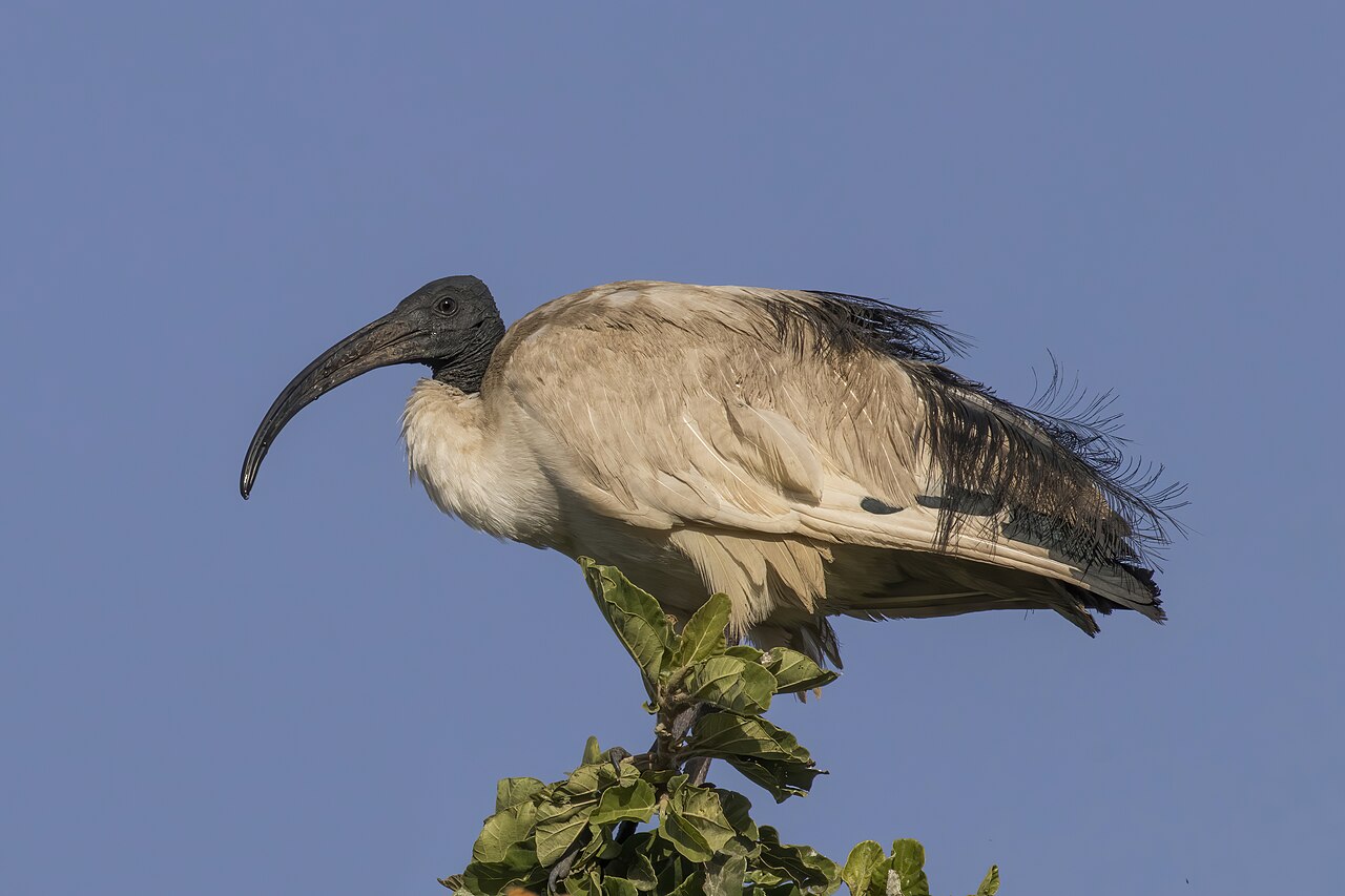 Heilige ibis (Threskiornis aethiopicus)