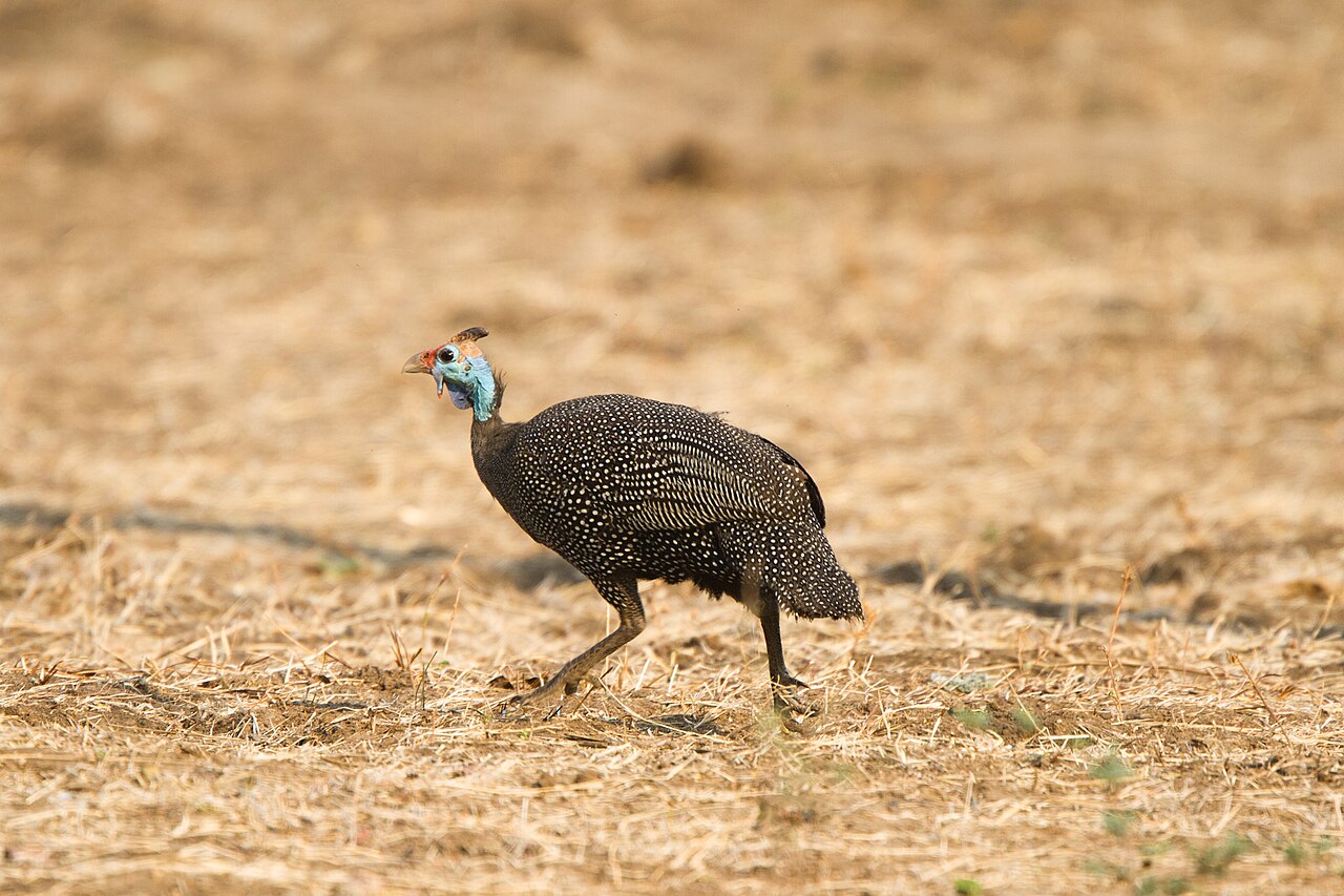 Helmparelhoen (Numida meleagris)