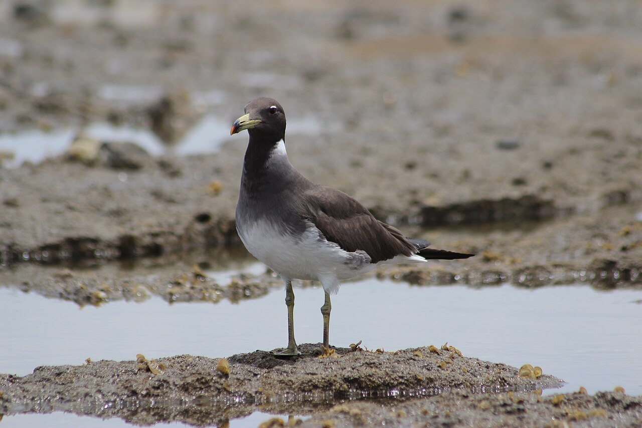 Hemprichs meeuw (Ichthyaetus hemprichii)