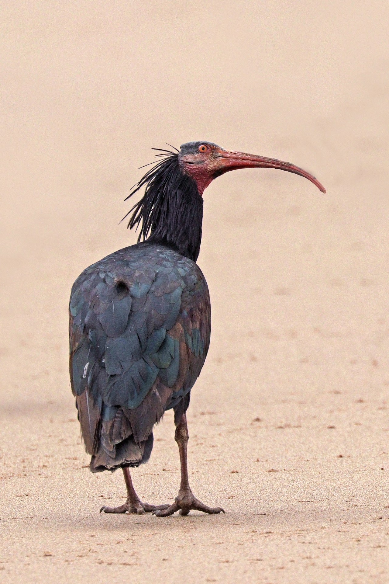 Heremietibis (Geronticus eremita)