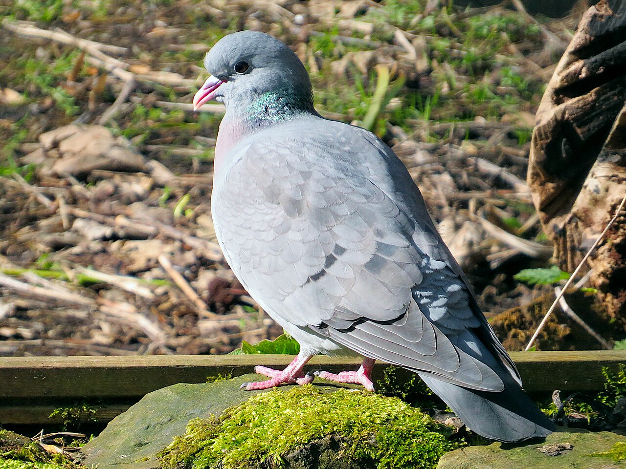 Holenduif (Columba oenas)