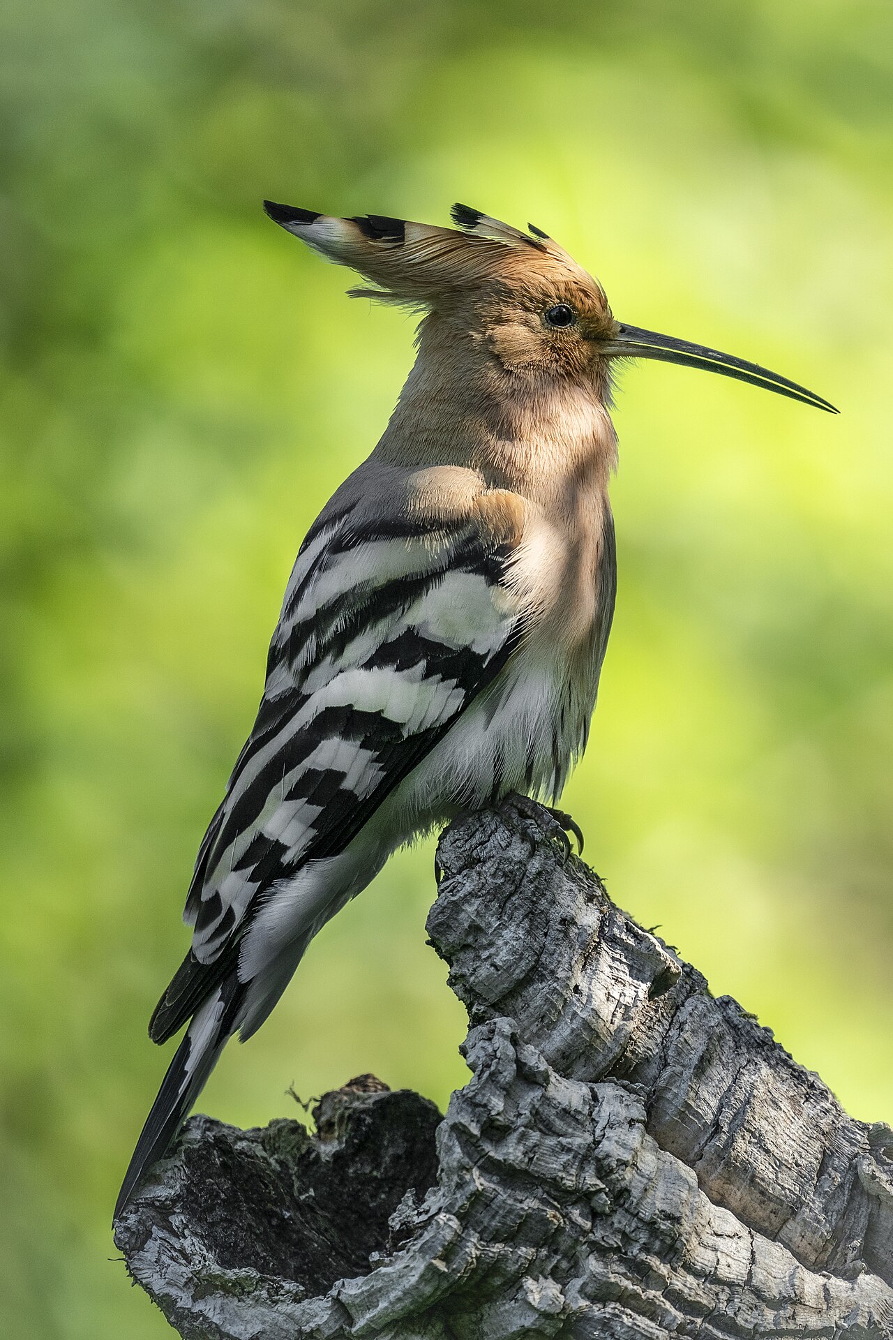 Hop (Upupa epops)