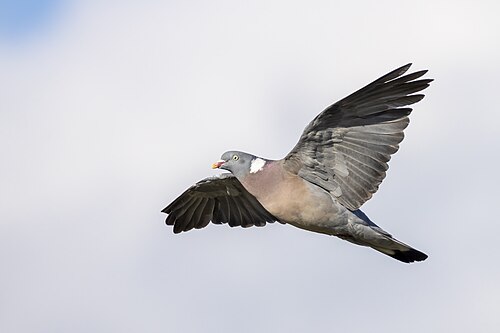 Ringeltaube (Columba palumbus)