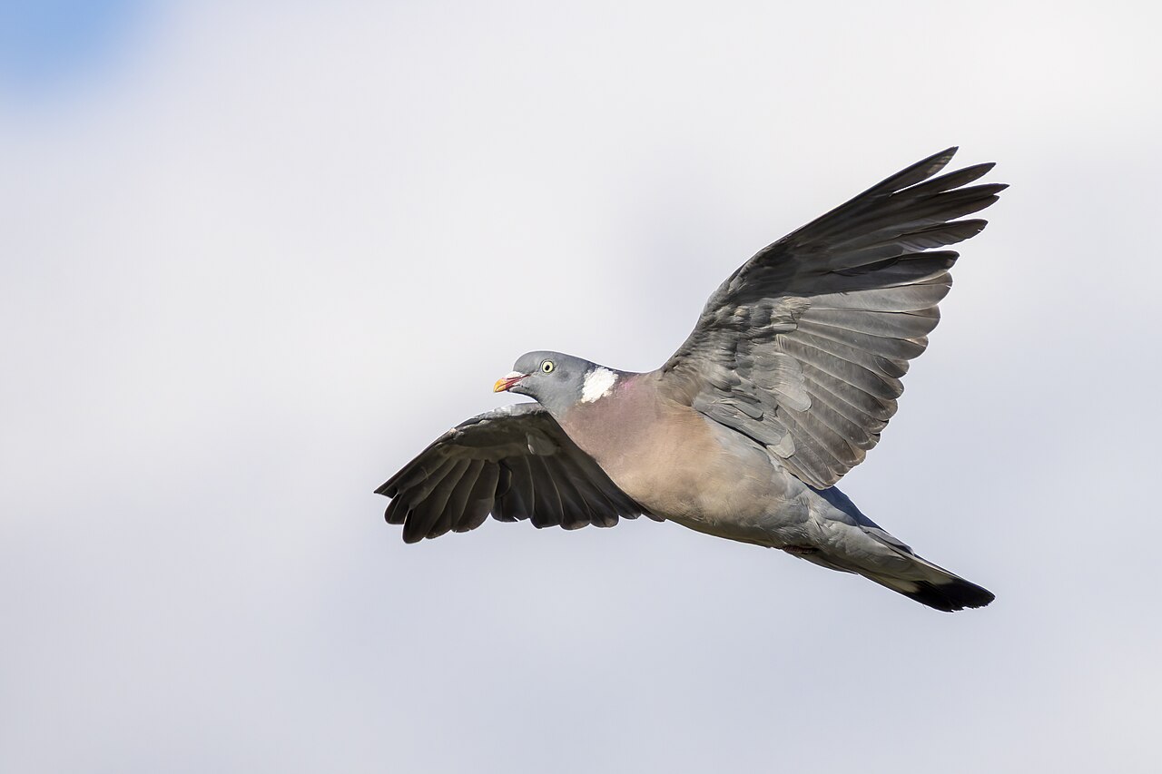Houtduif (Columba palumbus)