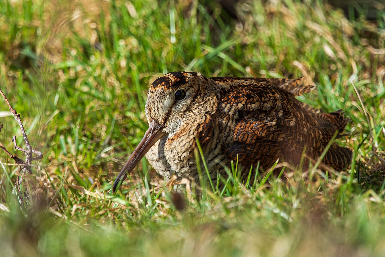 Houtsnip (Scolopax rusticola)