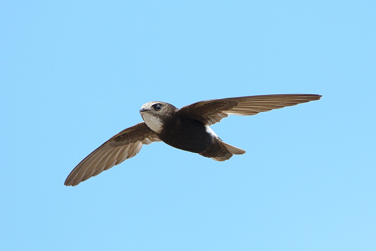 Huisgierzwaluw (Apus affinis)