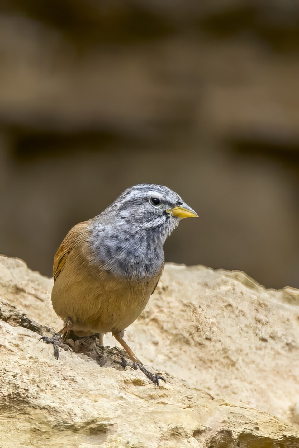 Huisgors (Emberiza sahari)