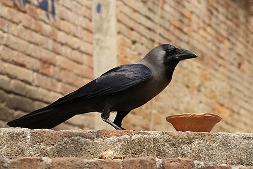 Glanzkrähe (Corvus splendens)