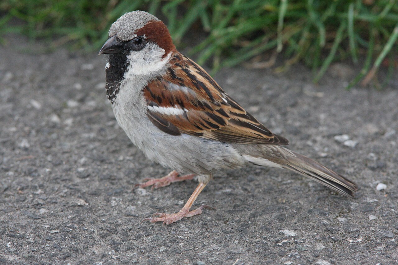 Huismus (Passer domesticus)