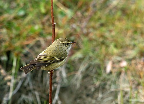 Tienschan-Laubsänger (Phylloscopus humei)