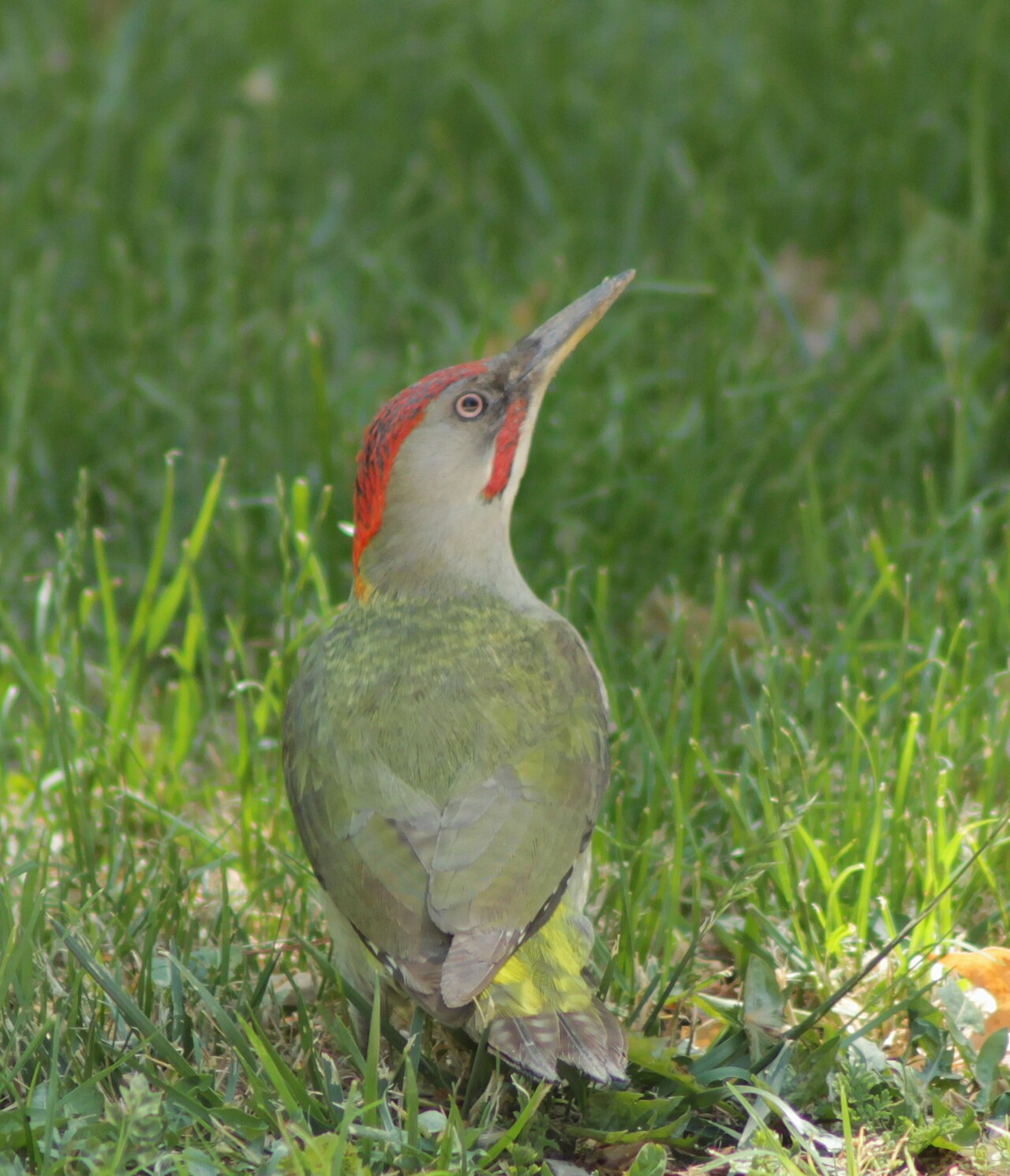 Iberische groene specht (Picus sharpei)