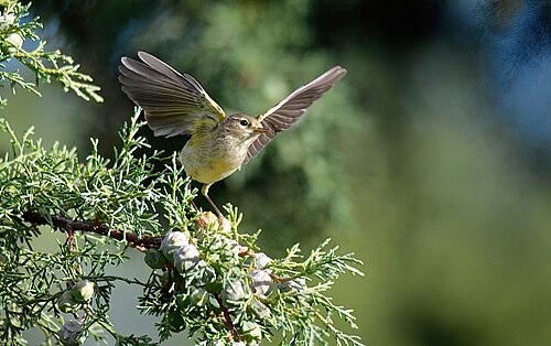 Iberienzilpzalp (Phylloscopus ibericus)