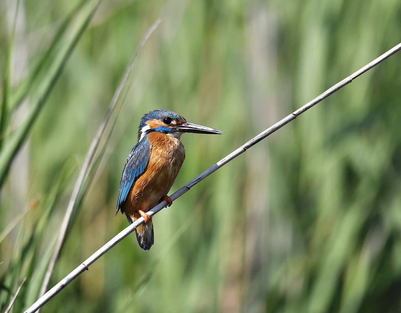 IJsvogel (Alcedo atthis)