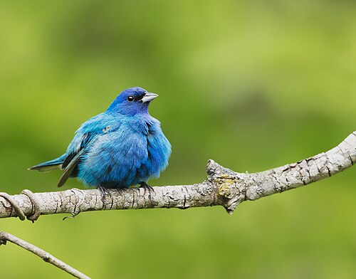 Indigofink (Passerina cyanea)