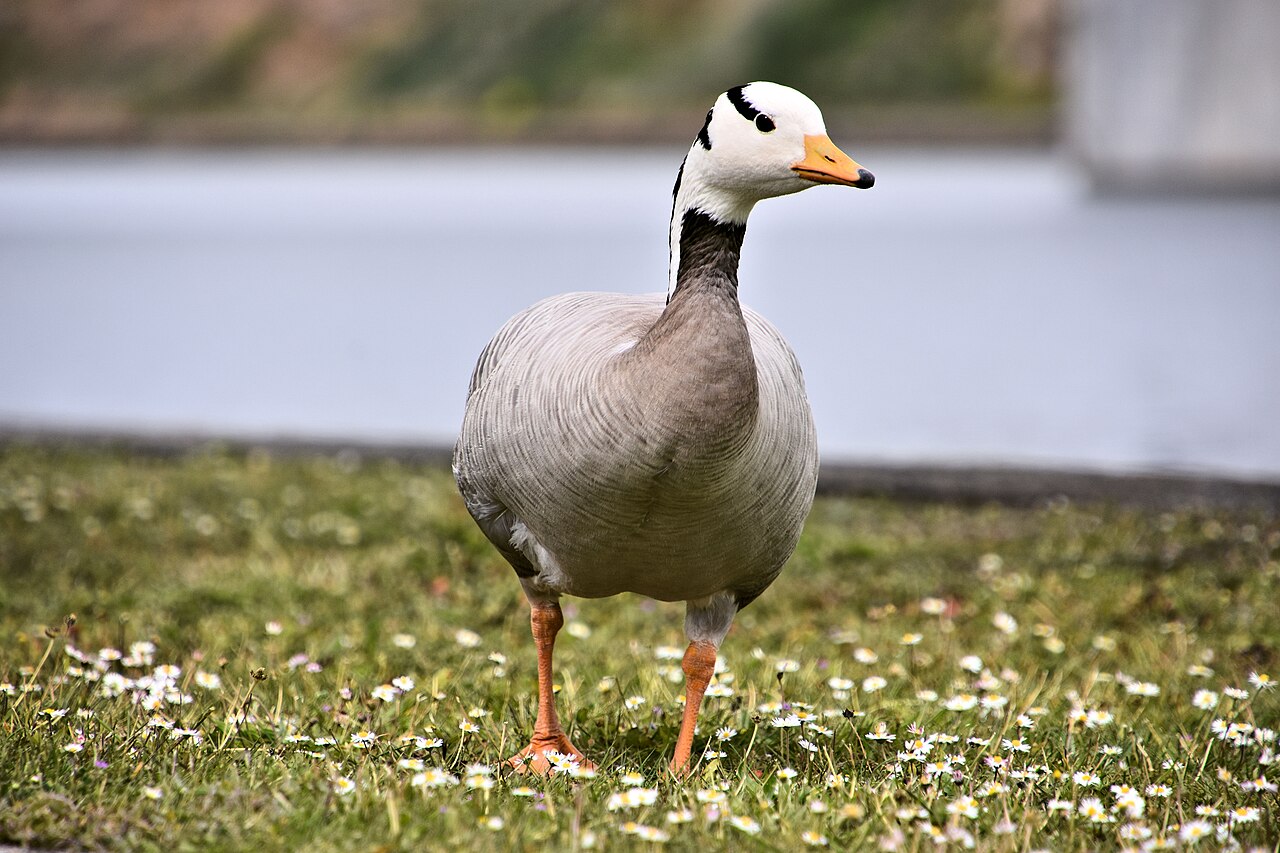 Indische gans (Anser indicus)