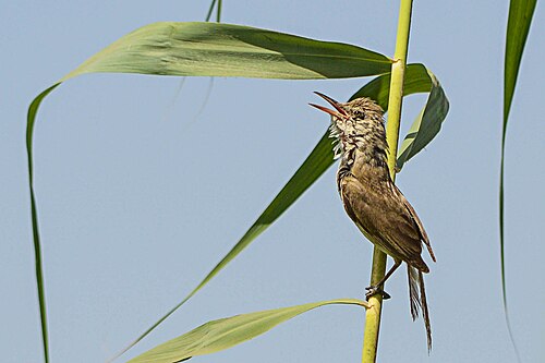 Stentorrohrsänger (Acrocephalus stentoreus)