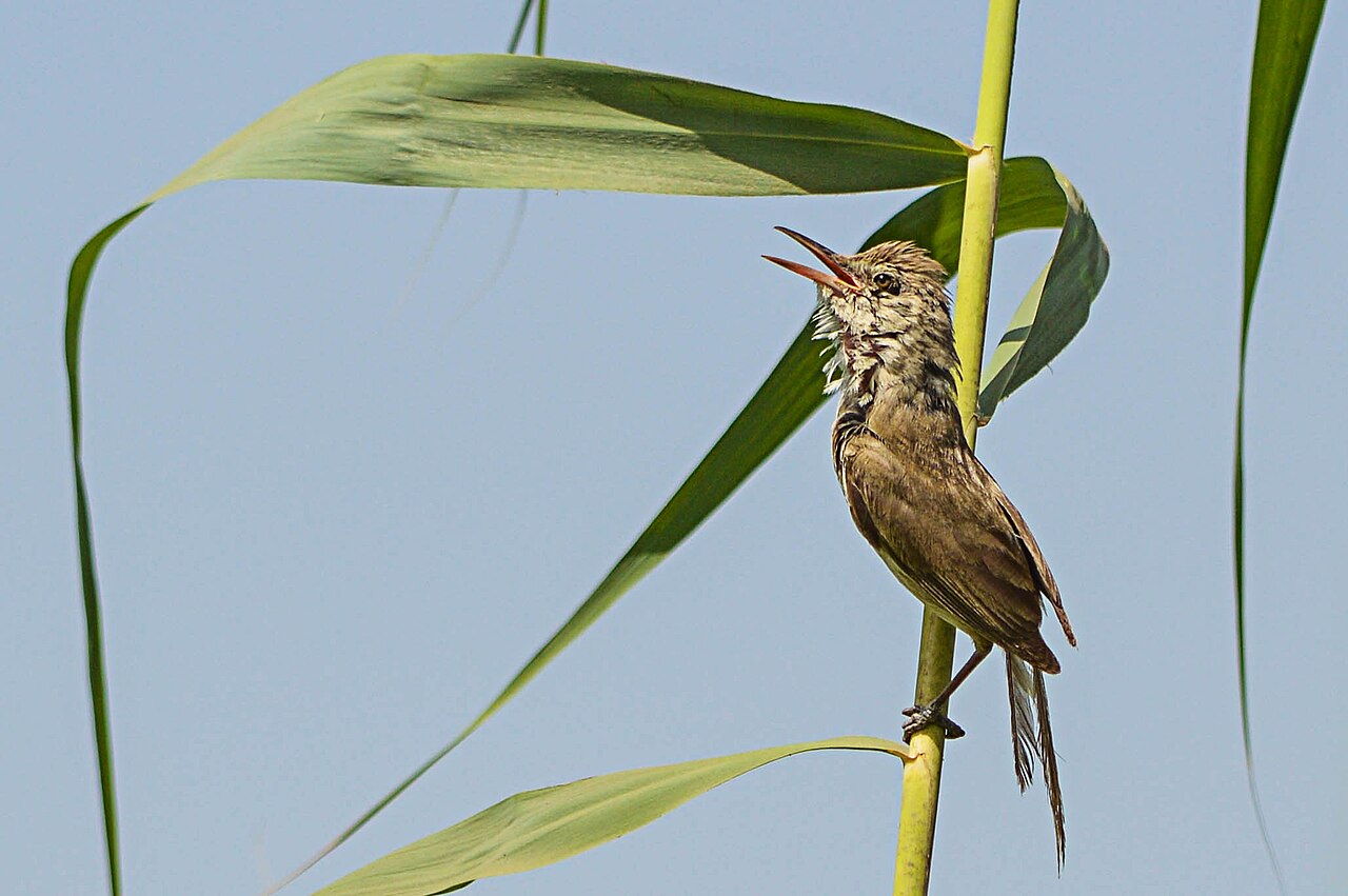 Indische karekiet (Acrocephalus stentoreus)