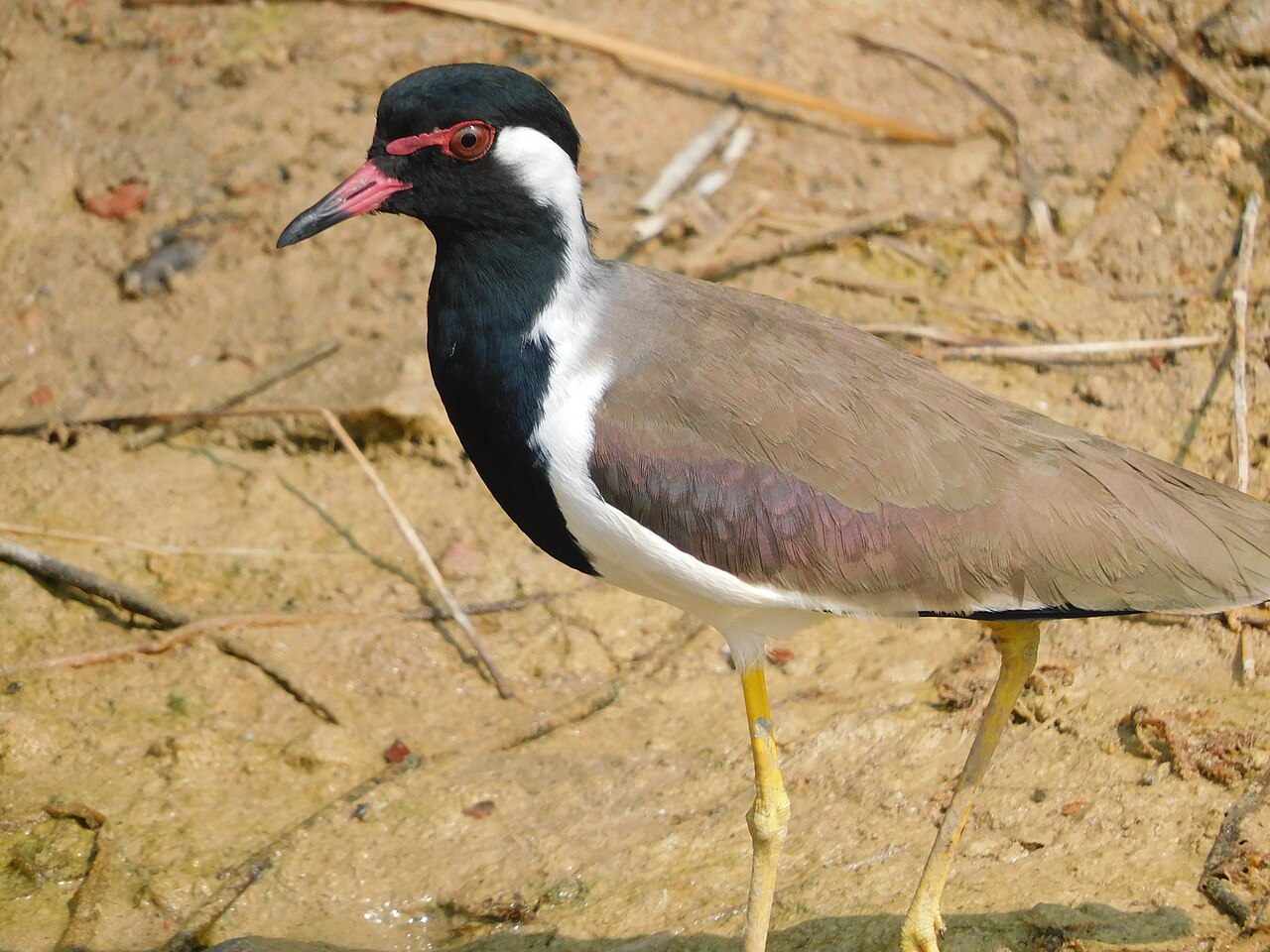 Indische kievit (Vanellus indicus)