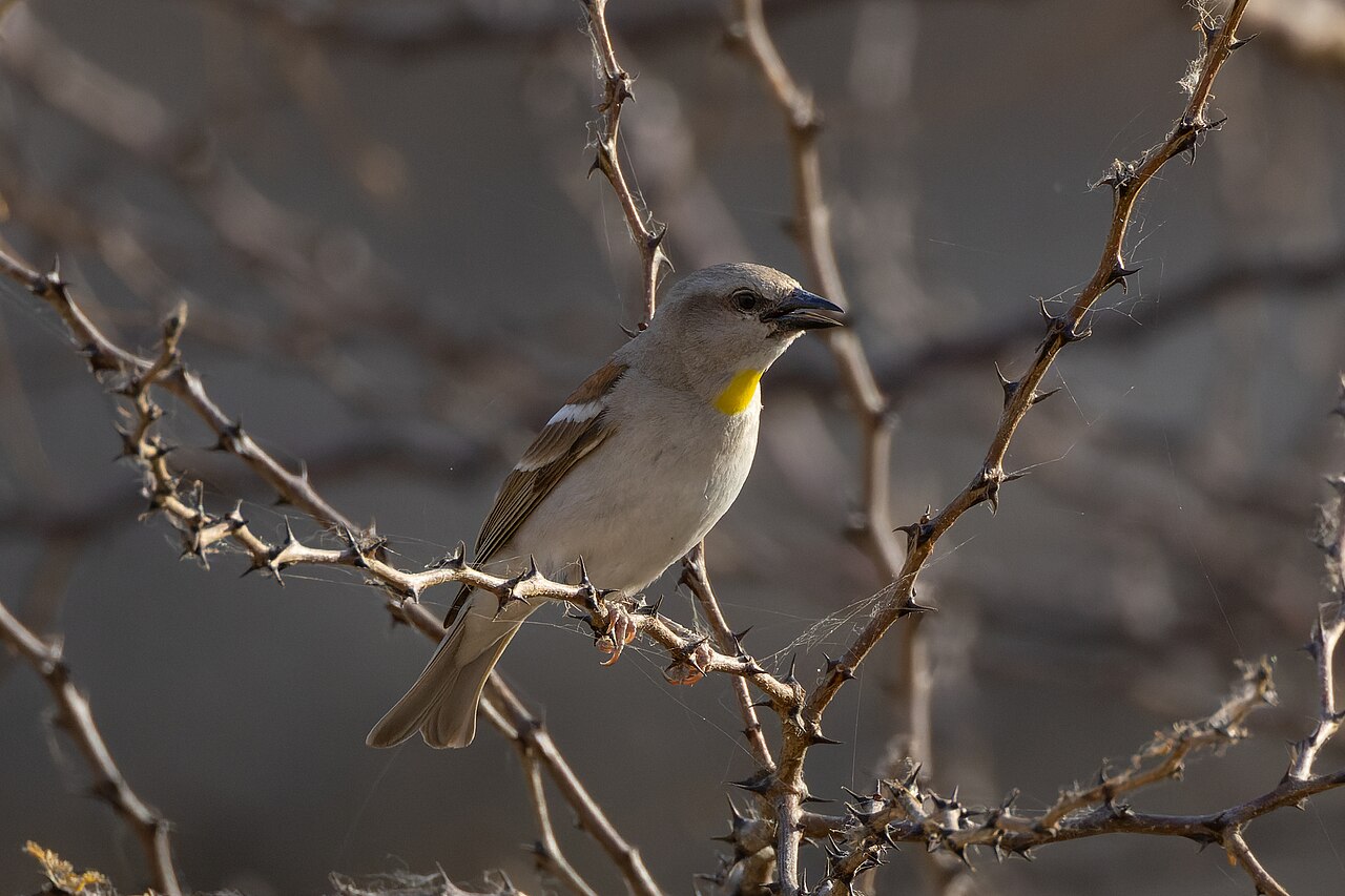 Indische rotsmus (Gymnoris xanthocollis)
