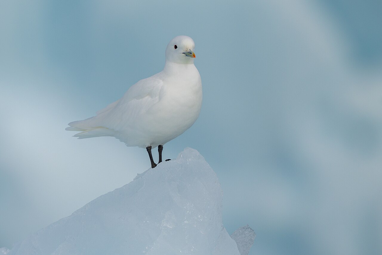 Ivoormeeuw (Pagophila eburnea)
