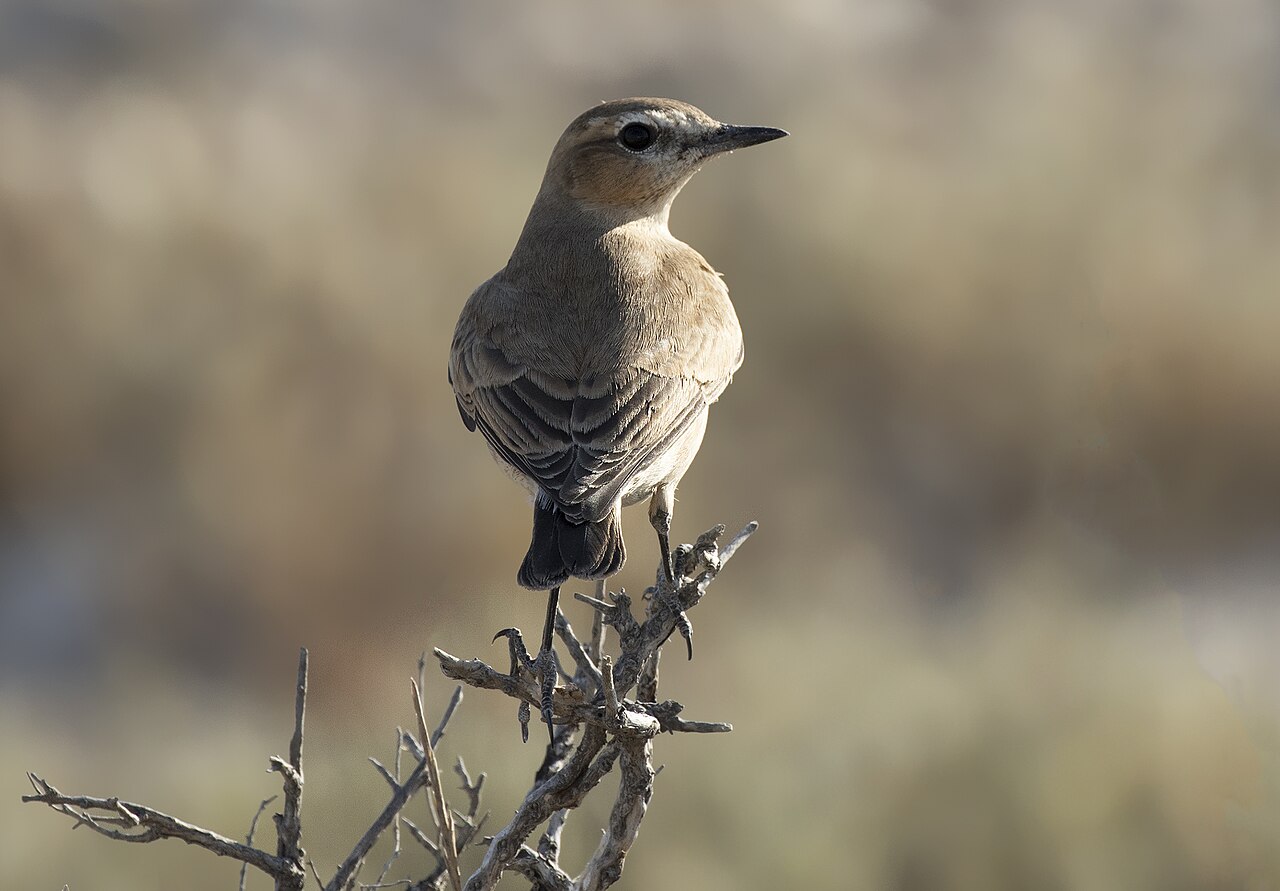 Izabeltapuit (Oenanthe isabellina)