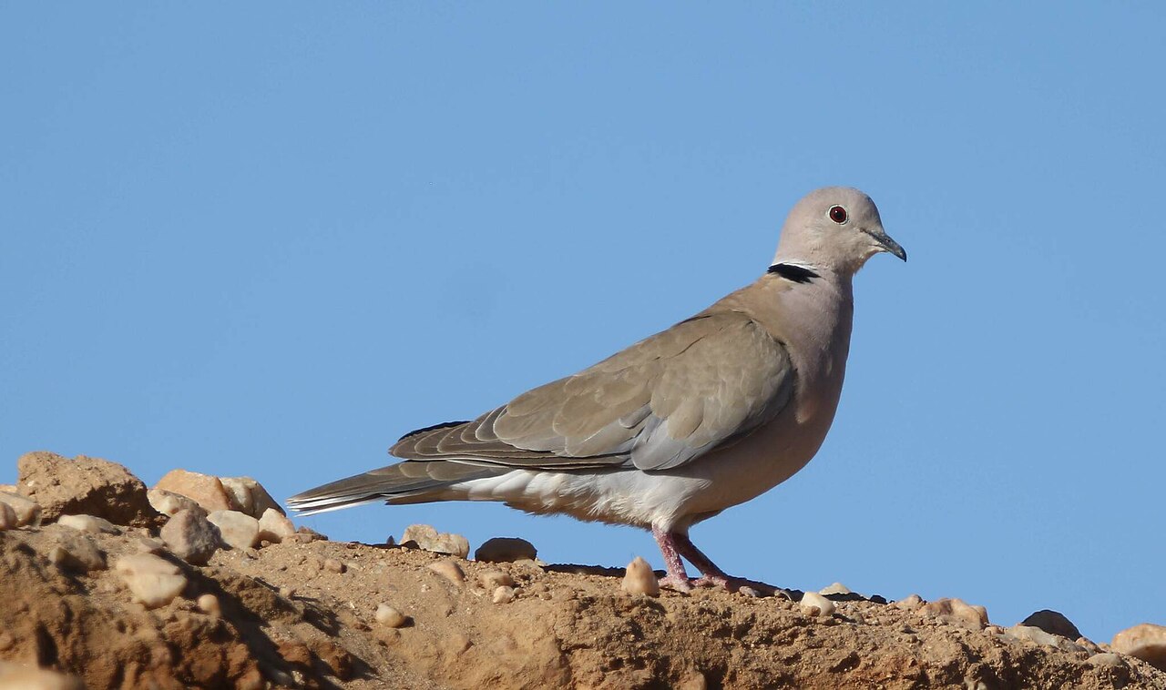 Izabeltortel (Streptopelia roseogrisea)