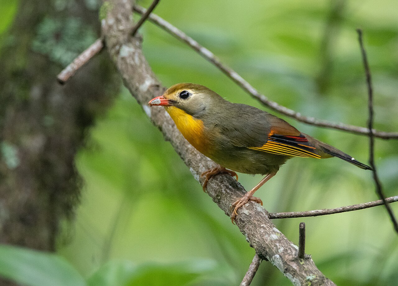 Japanse nachtegaal (Leiothrix lutea)