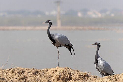 Jungfernkranich (Grus virgo)
