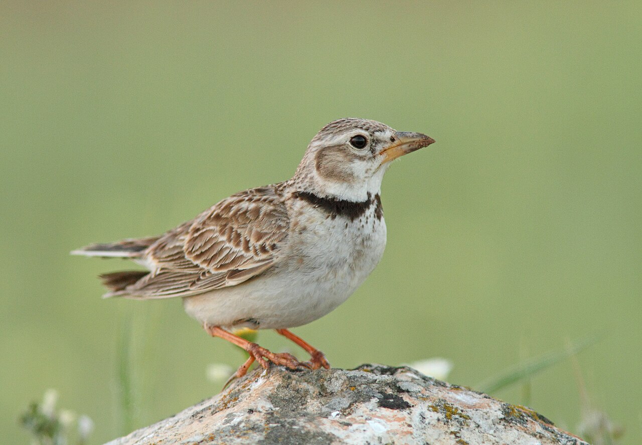 Kalanderleeuwerik (Melanocorypha calandra)
