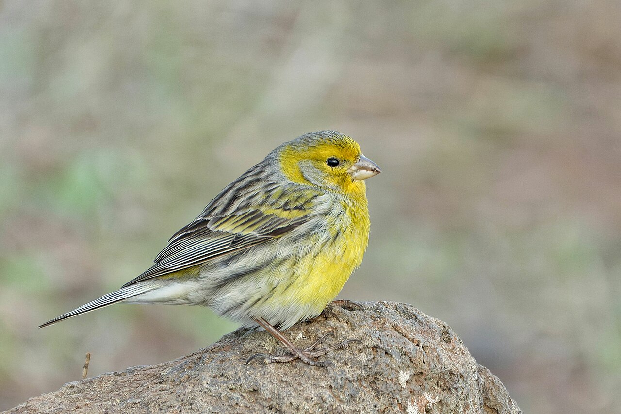Kanarie (Serinus canaria)