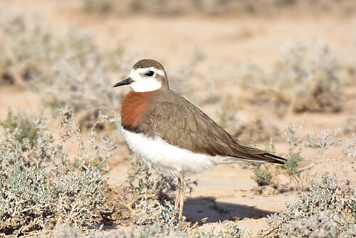Wermutregenpfeifer (Anarhynchus asiaticus)