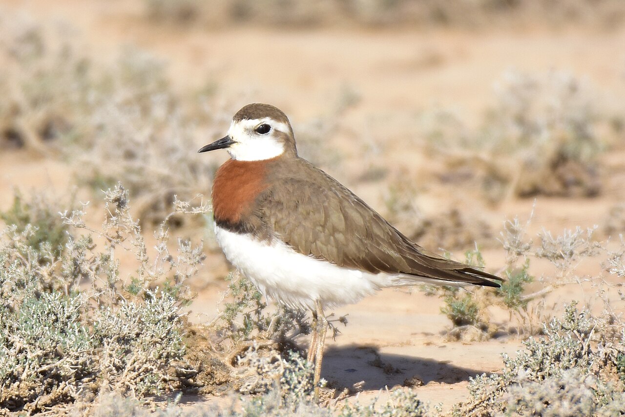 Kaspische plevier (Anarhynchus asiaticus)