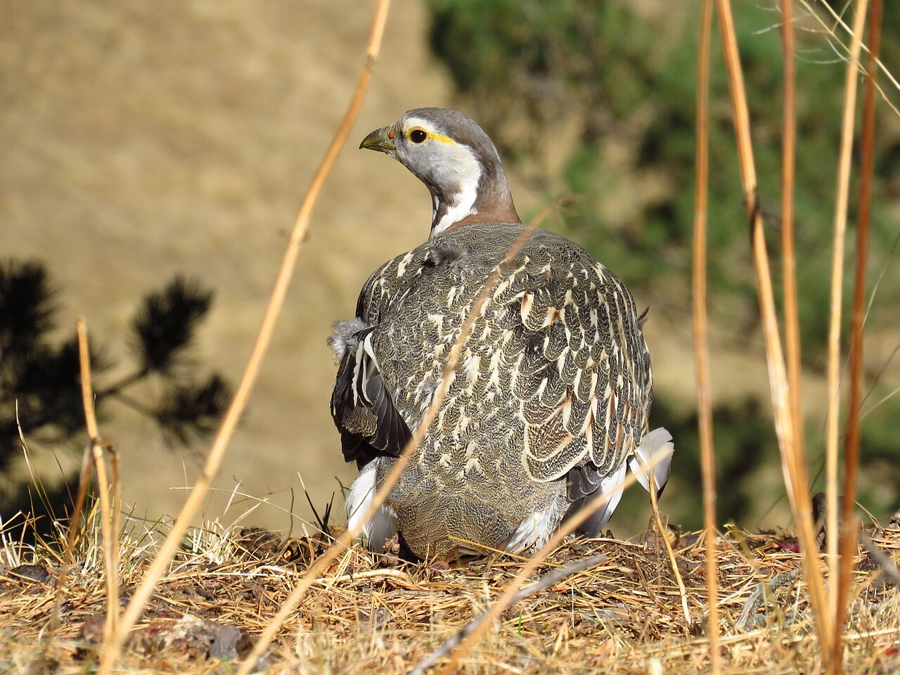 Kaukasisch berghoen (Tetraogallus caucasicus)