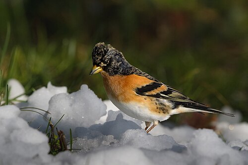 Bergfink (Fringilla montifringilla)