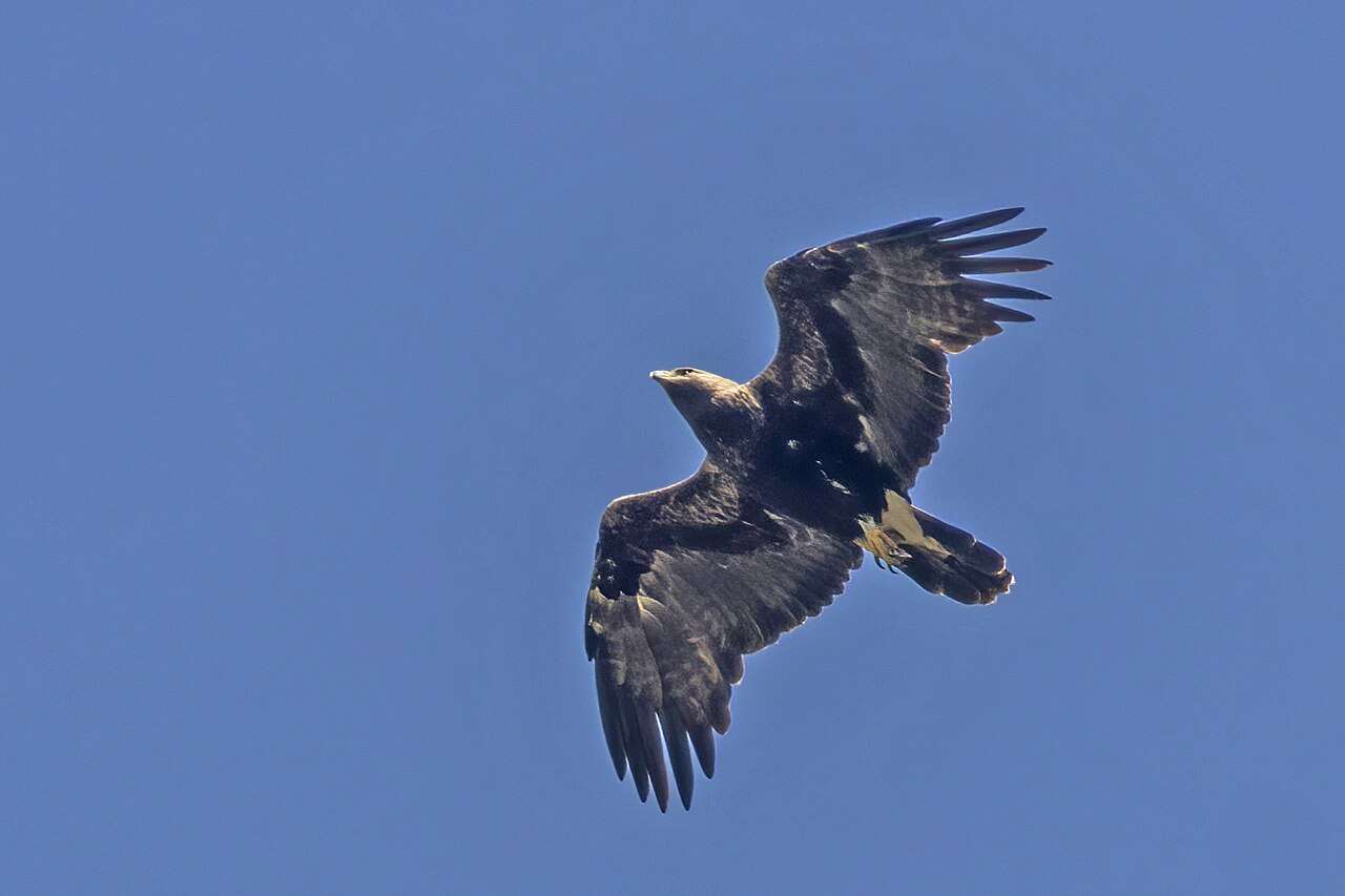 Keizerarend (Aquila heliaca)