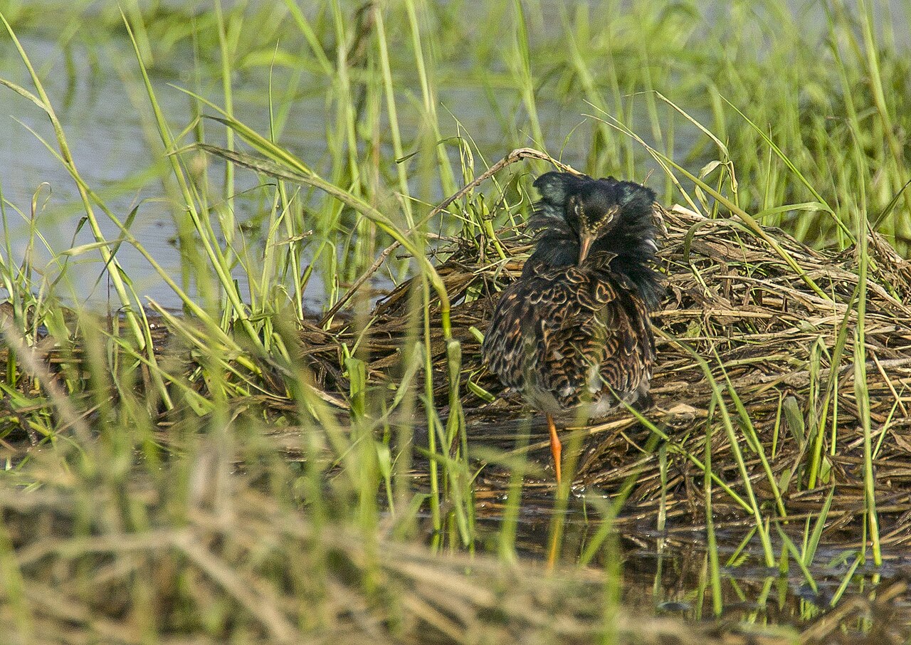 Combatiente, macho nupcial con gorguera negra
