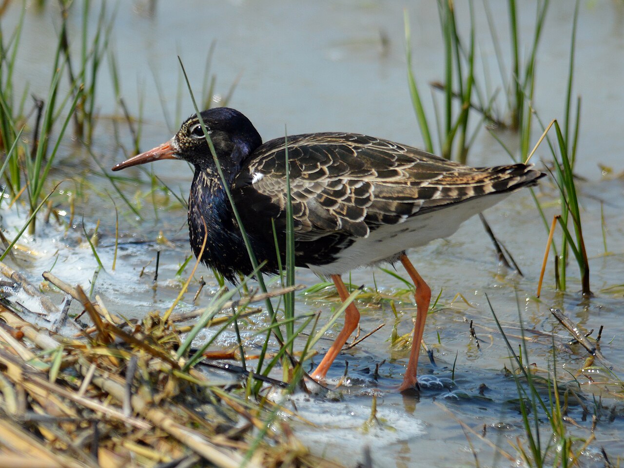 Kemphaan (Calidris pugnax)