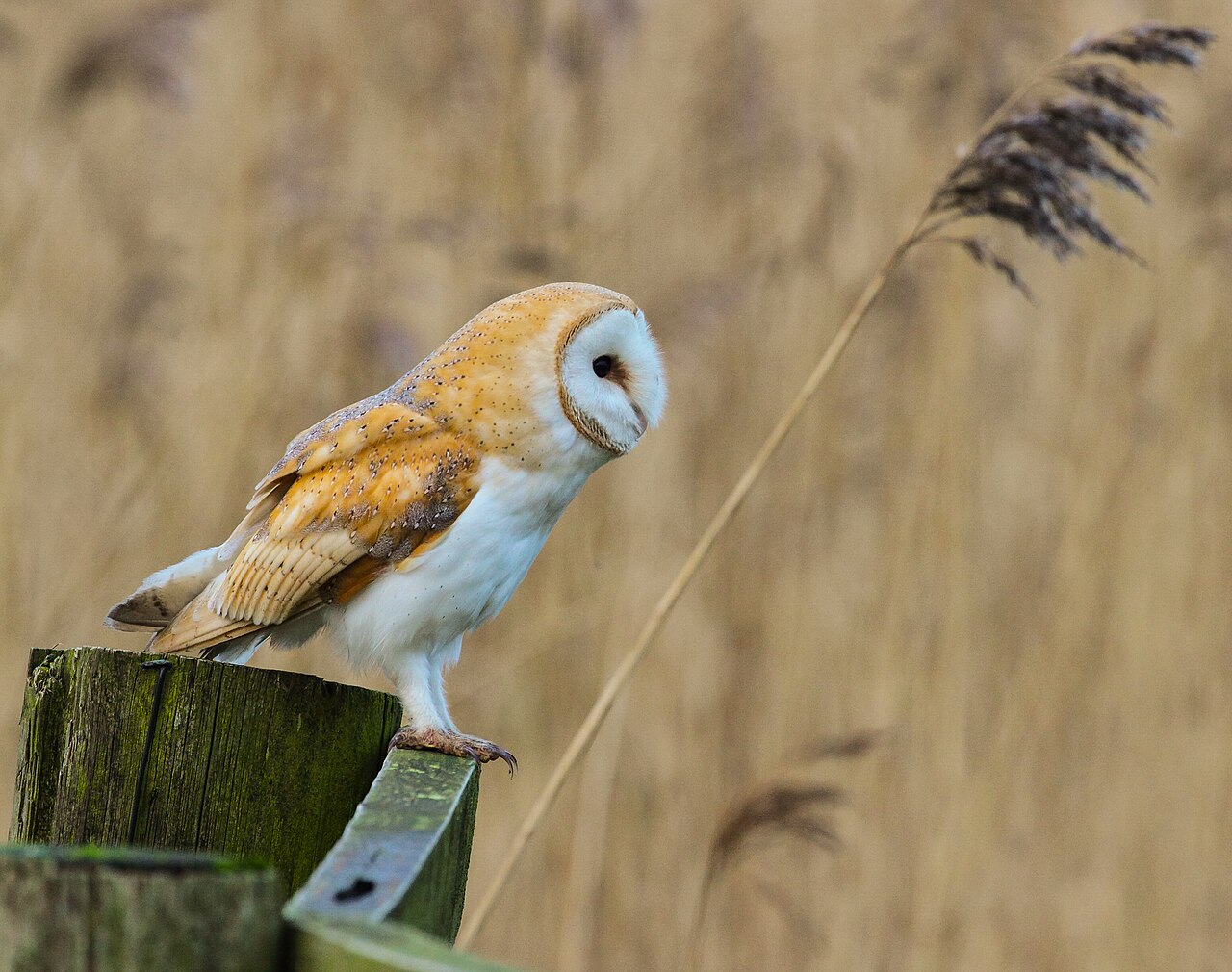 Kerkuil (Tyto alba)