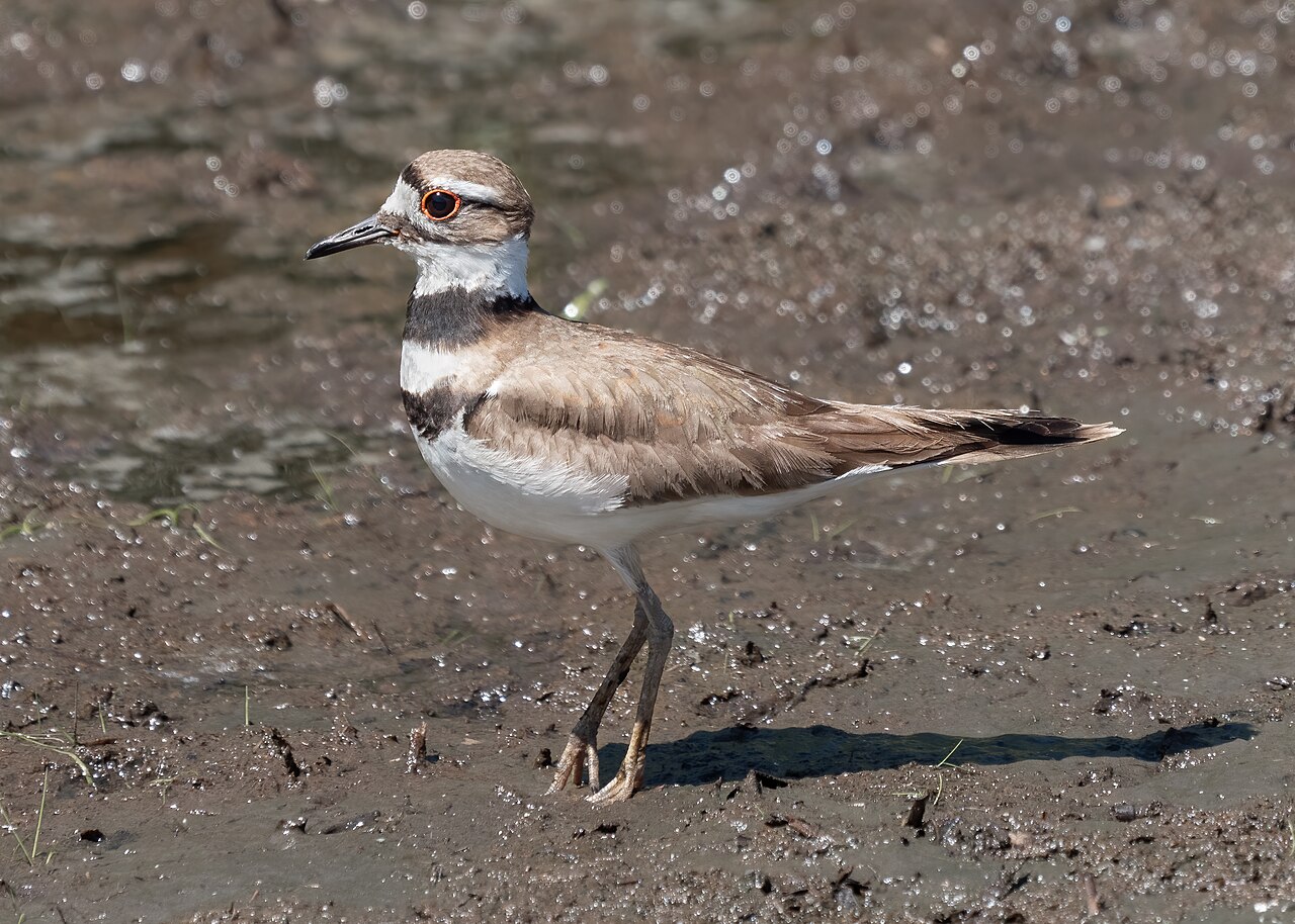 Killdeerplevier (Charadrius vociferus)