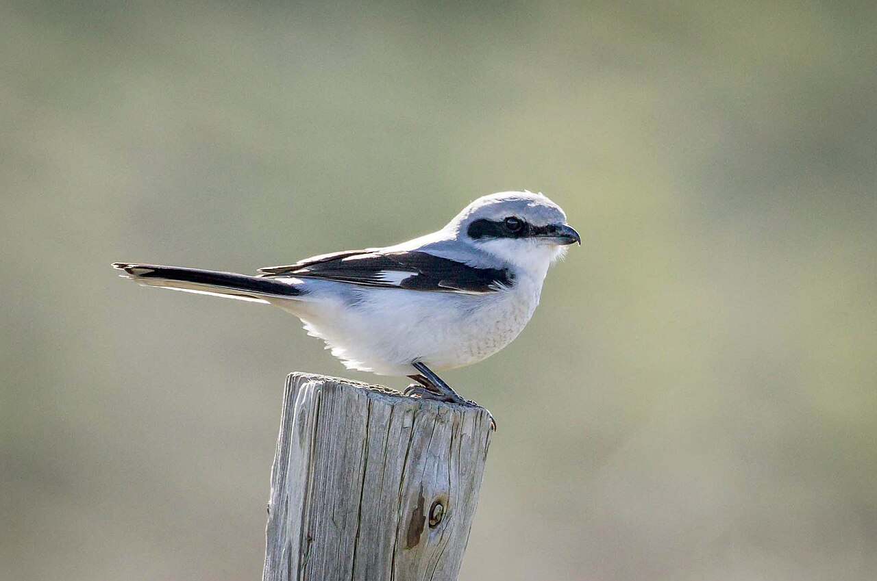 Klapekster (Lanius excubitor)