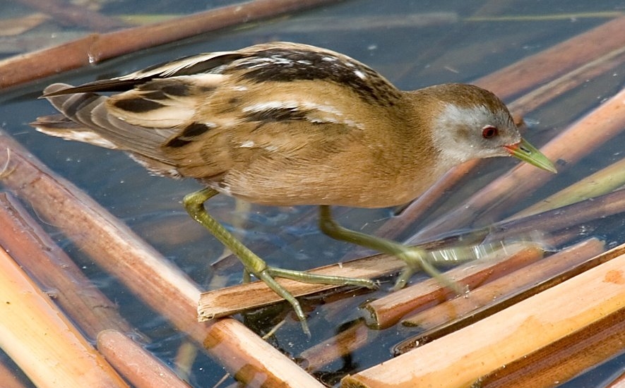 Klein waterhoen (Zapornia parva)