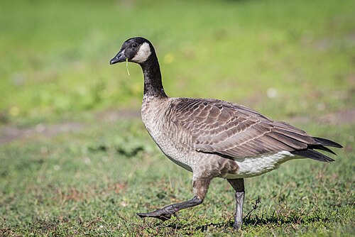 Zwergkanadagans (Branta hutchinsii)